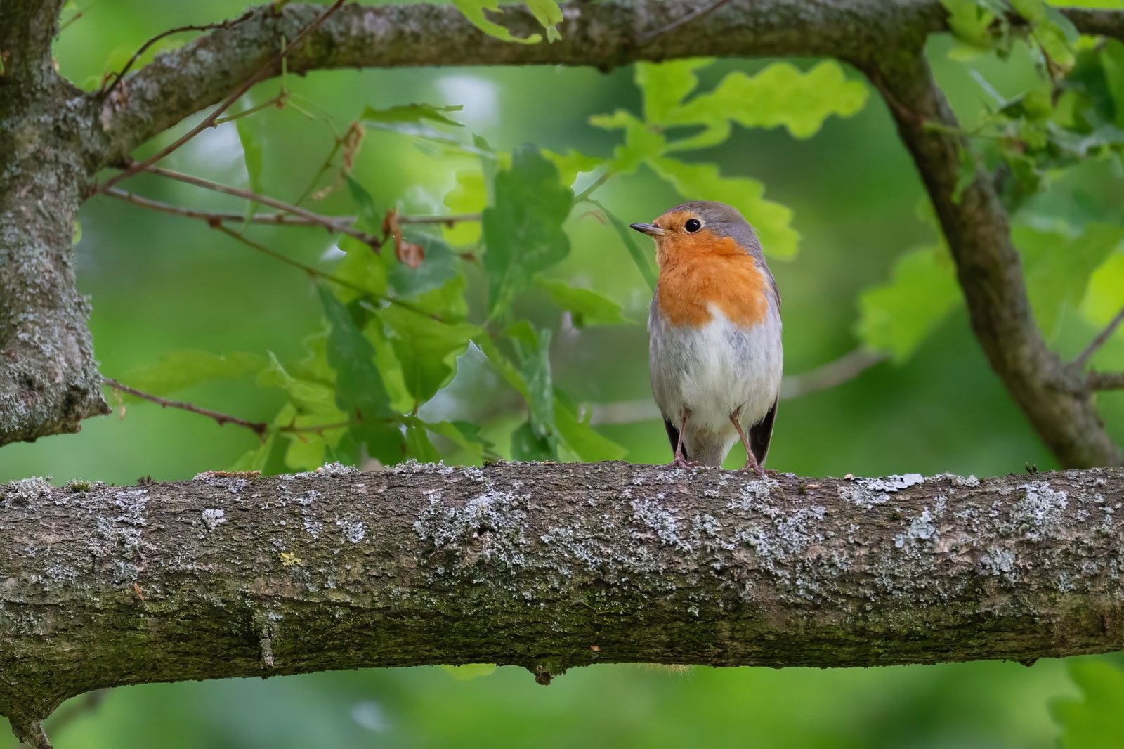 charming european robin perched on tree branch in spring